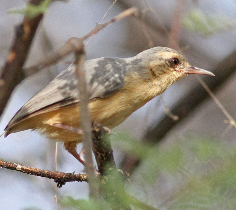 …the aptly named Long-billed Crombec…